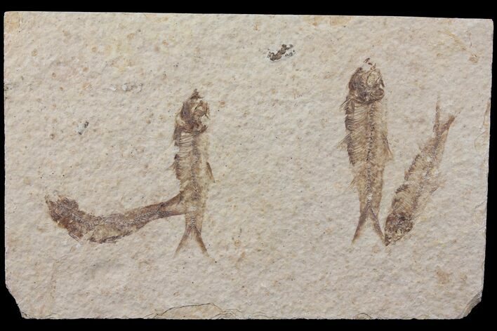 Fossil Fish (Knightia) Plate - Wyoming #111246